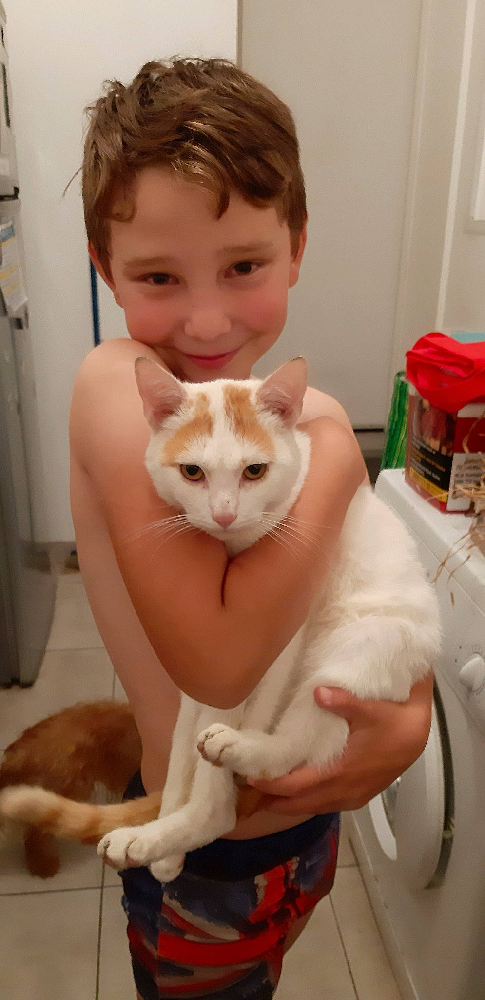 Nougat a rejoint le concours — aidez-le/la à gagner de superbes lots ! aegean_cat, american_curl, asian, burmilla, carnivore, cat, colorpoint_shorthair, domestic_short_haired_cat, eye, fawn, felidae, fur, khao_manee, singapura, skin, small_to_medium_sized_cats, tail, turkish_angora, turkish_van, whiskers