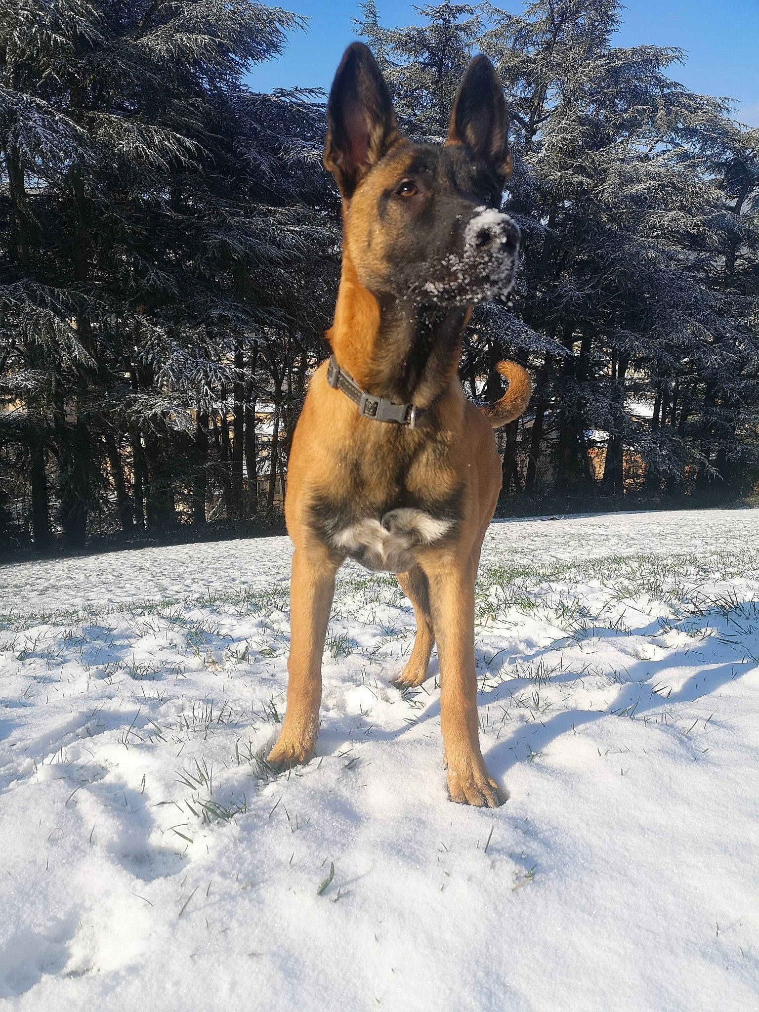 Diana participe au concours pour gagner de l'argent avec cette photo : australian_cattle_dog, canidae, carnivore, dog, dog_breed, east_european_shepherd, fawn, freezing, fur, german_shepherd_dog, guard_dog, herding_dog, sky, slope, snout, snow, sporting_group, tree, winter, working_dog