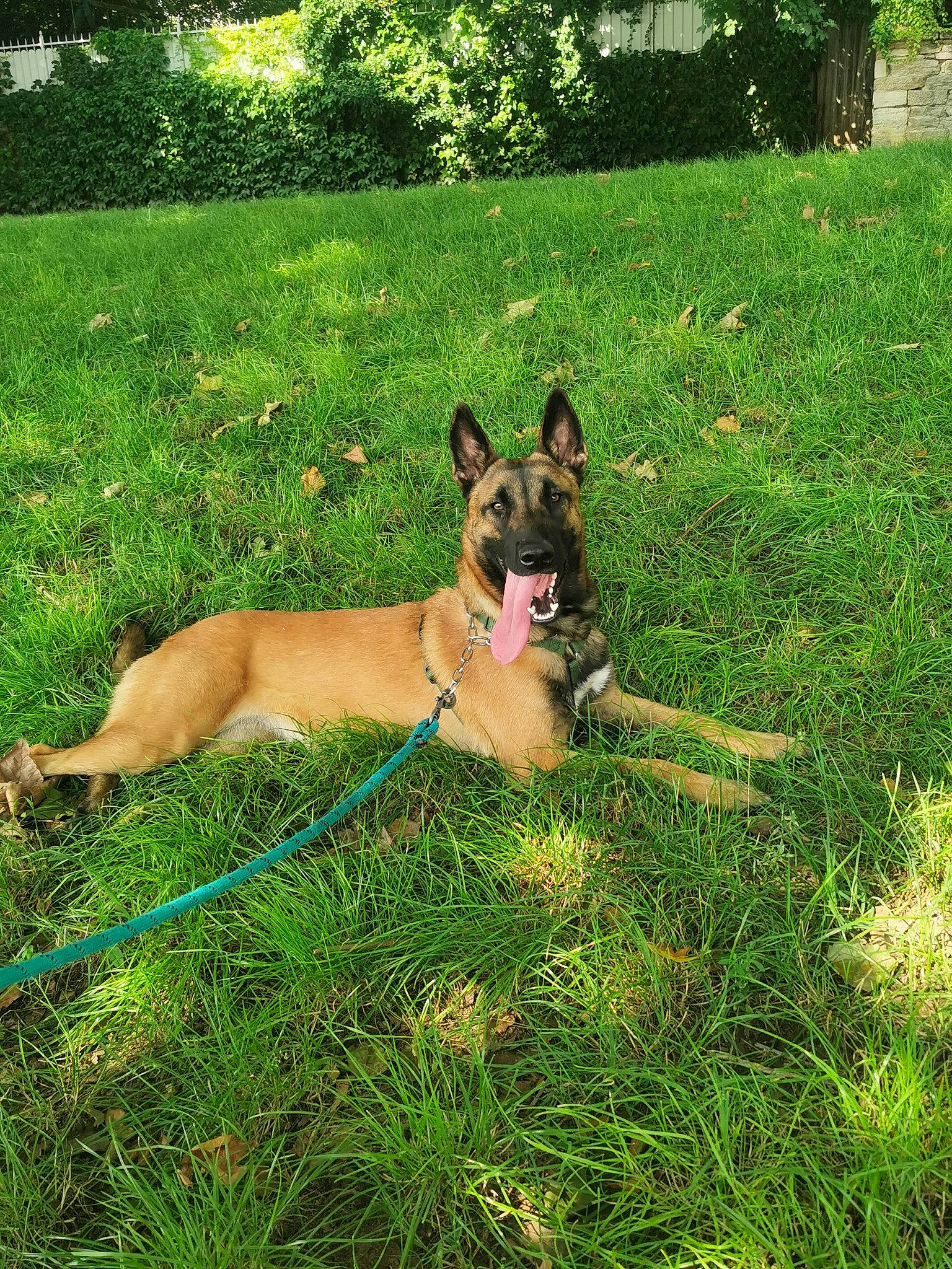 Diana a rejoint le concours — aidez-le/la à gagner de superbes lots ! canidae, carnivore, collar, companion_dog, dog, dog_breed, dog_collar, dog_supply, fawn, grass, lawn, leash, pet_supply, plant, snout, sporting_group, tail, terrestrial_animal, tree, working_animal