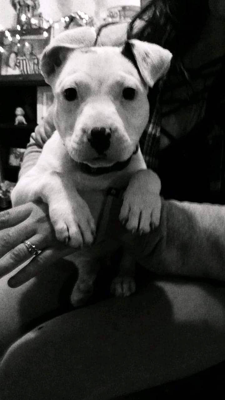 Kiko is registered to the contest to win money with this photo: accessories, animal, ball, boxer, bulldog, canine, couch, dog, face, furniture, head, jewelry, person, pet, photography, pitbull, portrait, puppy, ring, whitedog