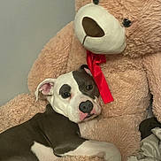 Buddy is registered to the contest to win money with this photo: dog, stuffed_toy, teddy_bear, plush, red_ribbon, snuggling, pet, indoor, cozy, relaxed, white_and_brown, fur, animal, couch, home, cute, comfort, sleepy, companion, resting
