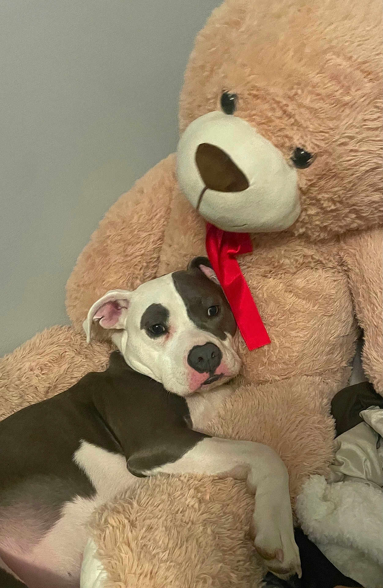 Buddy