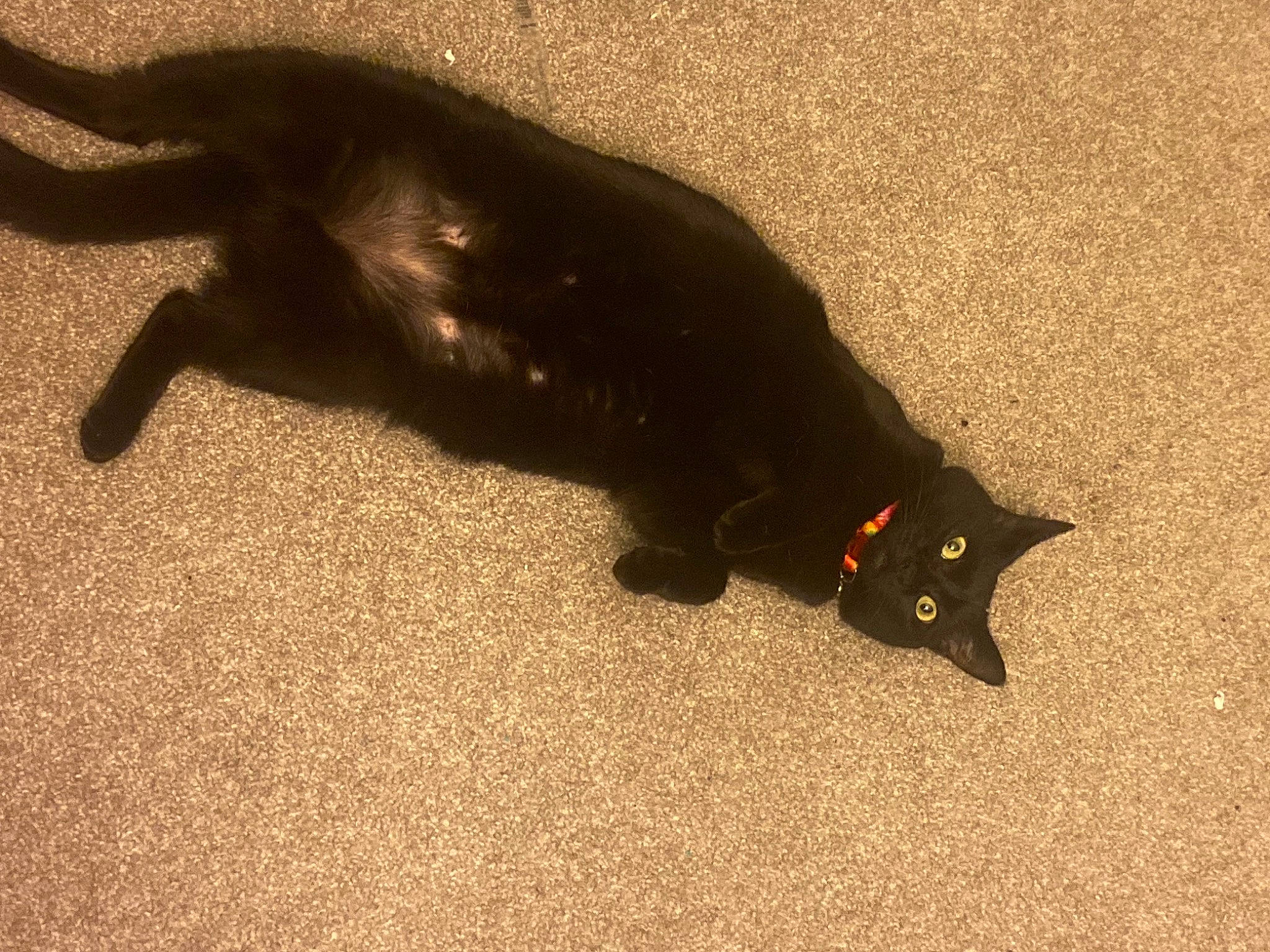 Elvira joined the competition — help win amazing prizes! black_cat, bombay, carnivore, cat, claw, comfort, dog_breed, domestic_short_haired_cat, felidae, flooring, fur, paw, shadow, small_to_medium_sized_cats, snout, tail, terrestrial_animal, tints_and_shades, whiskers, wildlife