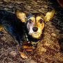 dog, pet, small_dog, ears, brown_carpet, collar, tag, looking_up, indoor, fur, animal, cute, companion, domestic, mammal, portrait, face, alert, standing, curious