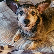 Lexi joined the competition — help win amazing prizes! dog, pet, bed, blanket, fur, ears, animal, cute, looking_up, indoor, canine, expression, resting, snout, whiskers, fur_texture, domestic_animal, companion, muzzle, portrait