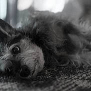 Lexi is registered to the contest to win money with this photo: dog, black_and_white, carpet, lying_down, pet, fur, curious, indoor, portrait, close_up, animal, cute, scruffy, ears, whiskers, expression, texture, soft_focus, background_blur, cozy