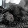 dog, black_and_white, carpet, lying_down, pet, fur, curious, indoor, portrait, close_up, animal, cute, scruffy, ears, whiskers, expression, texture, soft_focus, background_blur, cozy