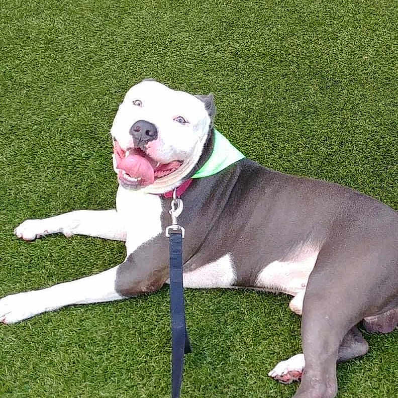 Denny joined the competition — help win amazing prizes! accessories, animal, ball, boxer, bulldog, canine, dog, football, grass, lawn, leash, pet, pitbull, plant, puppy, soccer, sport, strap, tennis, tennisball