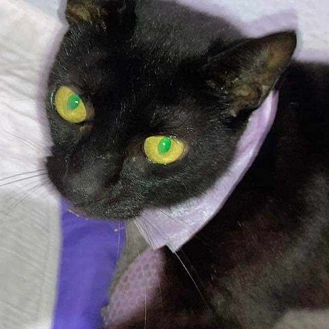 Miss Salem