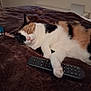 Kali joined the competition — help win amazing prizes! cat, calico, sleeping, remote_control, blanket, indoor, pet, cozy, feline, resting, paw, closeup, fur, bedroom, relaxed, domestic_animal, cute, animal, mammal, nap