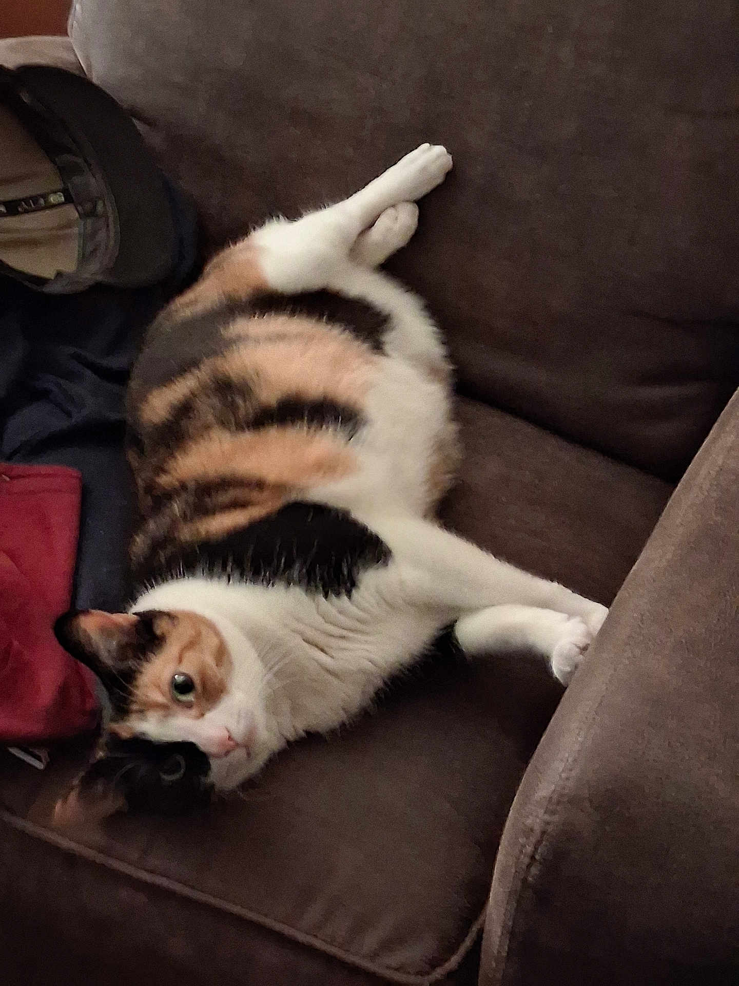Kali is registered to the contest to win money with this photo: calico_cat, cat, pet, animal, indoor, couch, furniture, relaxed, brown, fur, whiskers, alert, laying_down, domestic_cat, household, cozy, resting, mammal, companion_animal, close_up
