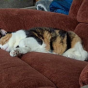 Kali joined the competition — help win amazing prizes! cat, calico, sleeping, couch, furniture, indoor, pet, relaxed, cozy, fur, whiskers, paws, household, resting, domestic_animal, mammal, cute, comfort, nap, animal
