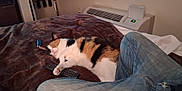 Kali is registered to the contest to win money with this photo: cat, calico_cat, sleeping, bed, blanket, remote_control, jeans, leg, indoor, cozy, resting, furniture, appliance, window, curtains, clothing, relaxation, home, domestic, pet