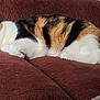 Kali is registered to the contest to win money with this photo: cat, calico, sleeping, couch, indoor, pet, feline, fur, resting, cozy, relaxed, domestic_animal, comfort, animal, closeup, home, soft, cute, whiskers, nap