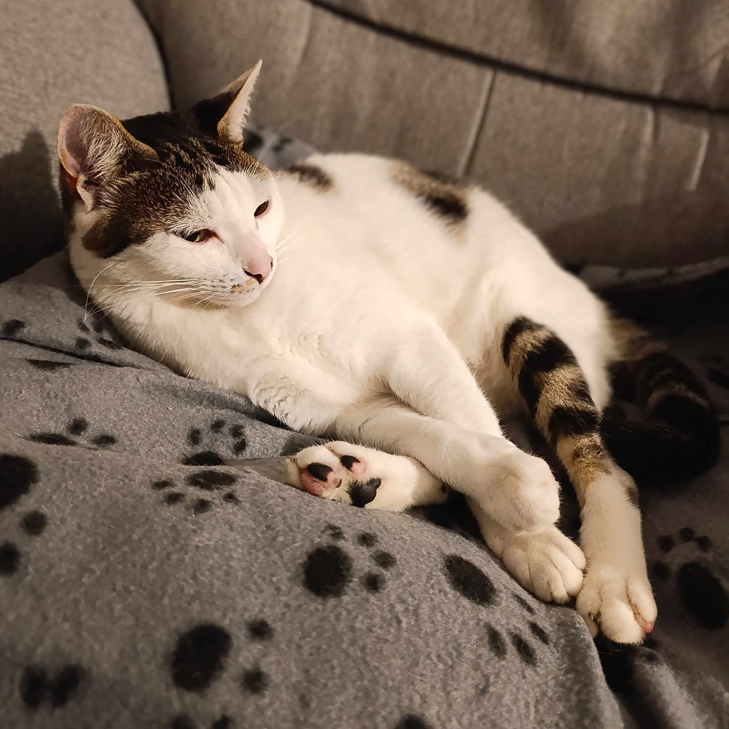 Lili a rejoint le concours — aidez-le/la à gagner de superbes lots ! abyssinian, animal, architecture, armchair, blanket, building, cat, chair, couch, cushion, furniture, homedecor, indoors, kitten, livingroom, manx, person, pet, siamese, sleeping