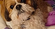 Wicket is registered to the contest to win money with this photo: dog, shih_tzu, small_dog, fluffy, long_hair, brown_and_white, pet, portrait, close_up, indoors, blanket, purple_blanket, collar, pet_tag, big_eyes, black_nose, lying_down, cozy, cute, companion_animal