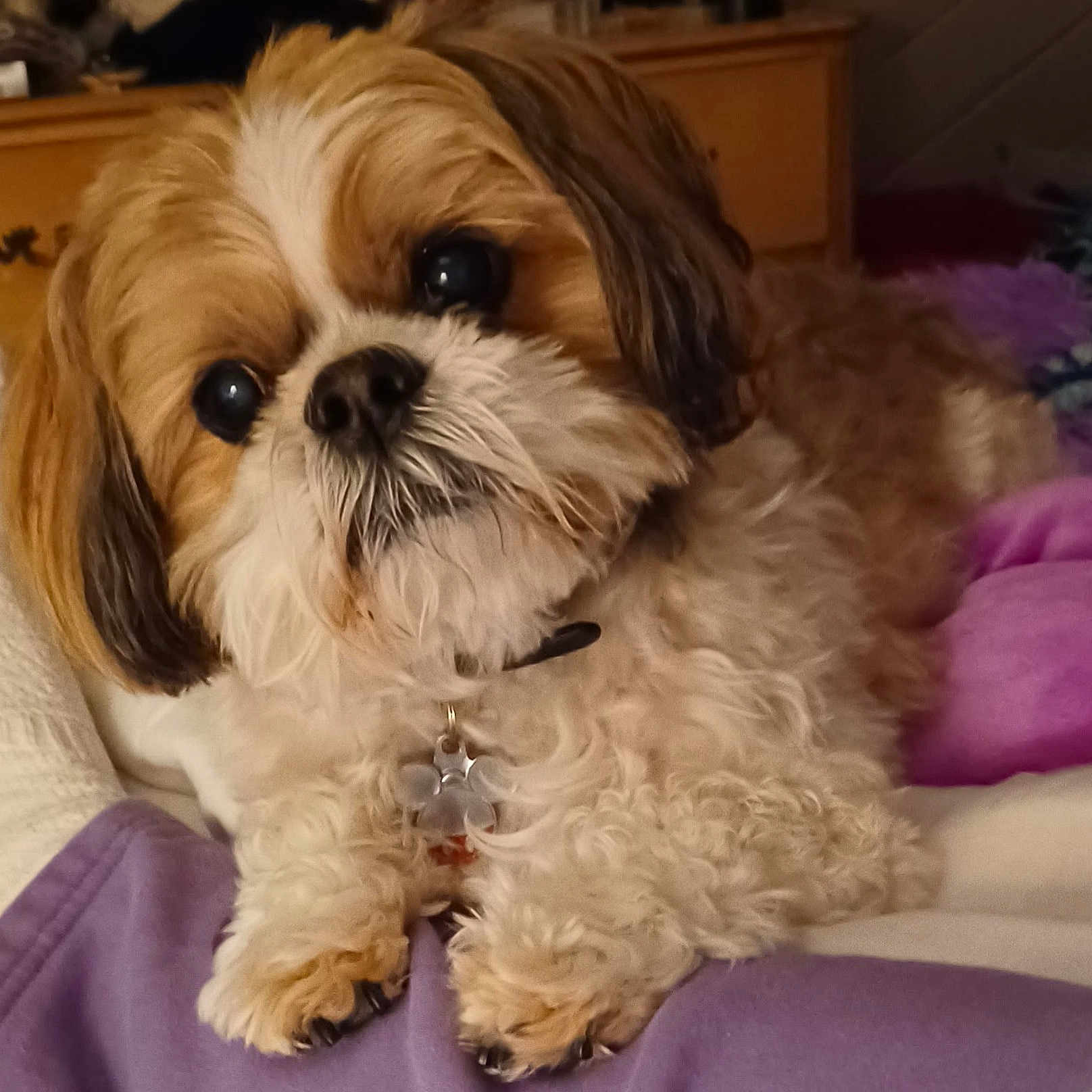 Wicket