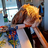 Wicket joined the competition — help win amazing prizes! dog, small_dog, shaggy_fur, long_hair, brown_fur, white_fur, pet, animal, sitting, indoors, home, crafts, embroidery, needlepoint, wooden_frame, textile, colorful, window, sunlight, portrait