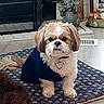 Wicket is registered to the contest to win money with this photo: dog, shih_tzu, small_dog, fluffy, long_hair, brown_and_white, black_sweater, collar, dog_tag, sitting, indoors, rug, star_pattern, fireplace, dragon_statue, home, portrait, pet, front_view, cozy