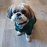 Wicket joined the competition — help win amazing prizes! dog, shih_tzu, small_dog, pet, animal, fluffy, long_hair, white_fur, brown_fur, green_sweater, collar, name_tag, indoors, wooden_floor, portrait, close_up, sitting, looking_at_camera, cute, companion_animal