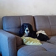 Symba participe au concours pour gagner de l'argent avec cette photo : dog, couch, living_room, pet, black_and_white, pillow, furniture, indoor, relaxing, canine, domestic_animal, seat, home, resting, animal, companion, fur, portrait, household, decor