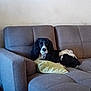 dog, couch, living_room, pet, black_and_white, pillow, furniture, indoor, relaxing, canine, domestic_animal, seat, home, resting, animal, companion, fur, portrait, household, decor