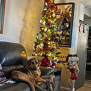 Hank joined the competition — help win amazing prizes! dog, leather_couch, christmas_tree, christmas_lights, holiday_decorations, betty_boop_statue, guitar, framed_picture, living_room, fruit_bowl, bananas, oranges, table, blanket, wooden_floor, kitchen, indoor, relaxed_dog, home_decor, soft_lighting