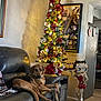 dog, leather_couch, christmas_tree, christmas_lights, holiday_decorations, betty_boop_statue, guitar, framed_picture, living_room, fruit_bowl, bananas, oranges, table, blanket, wooden_floor, kitchen, indoor, relaxed_dog, home_decor, soft_lighting