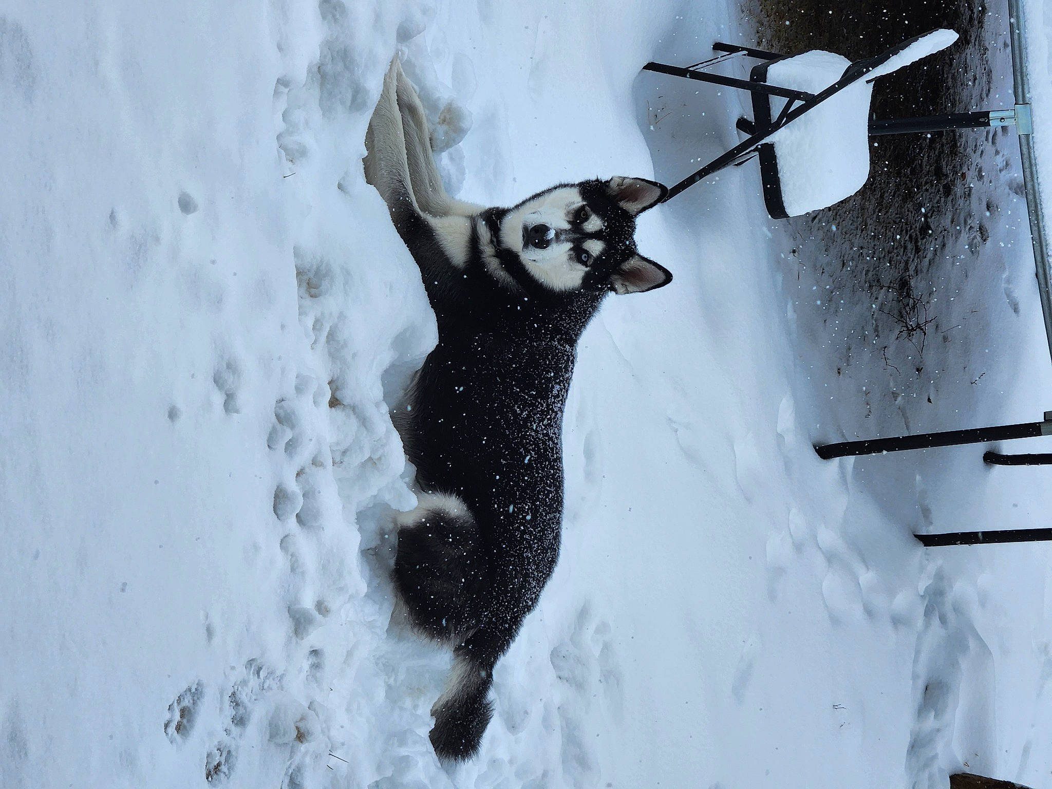 Buscho is registered to the contest to win money with this photo: bicycle_handlebar, carnivore, dog_breed, eyewear, freezing, fur, metal, monochrome, monochrome_photography, precipitation, recreation, shadow, snow, tail, tree, visual_arts, winter, wire