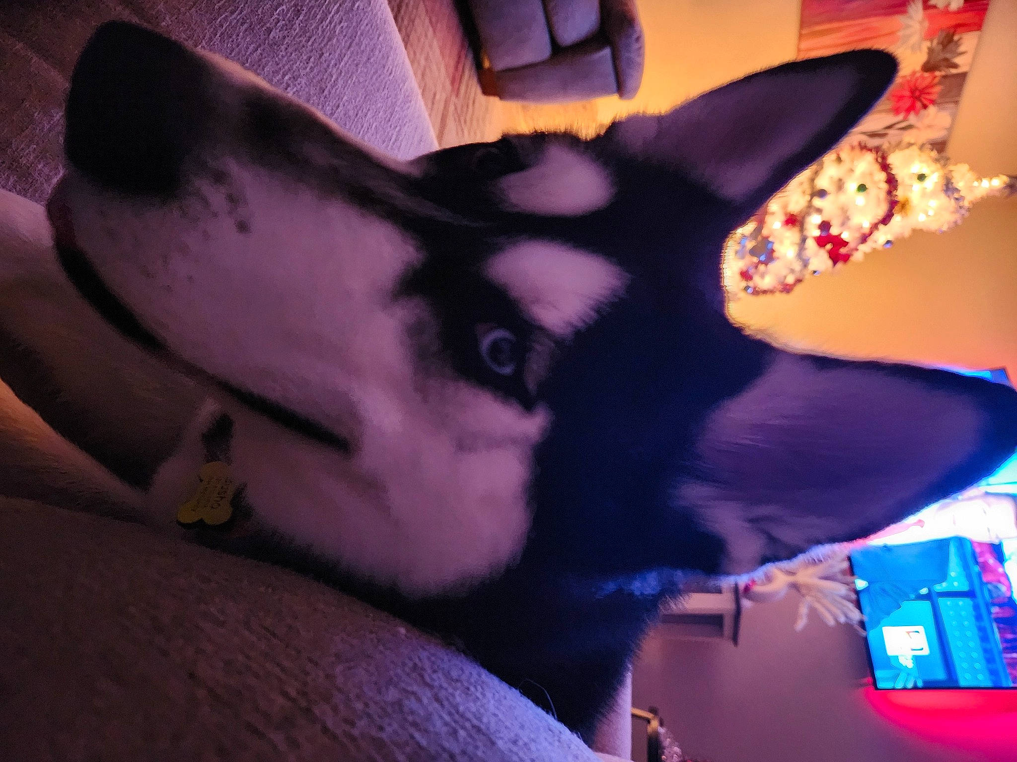 Buscho joined the competition — help win amazing prizes! carmine, carnivore, companion_dog, dog, dog_breed, ear, electric_blue, eye, fawn, felidae, fur, head, human_body, jaw, mammal, purple, small_to_medium_sized_cats, snout, vertebrate, whiskers