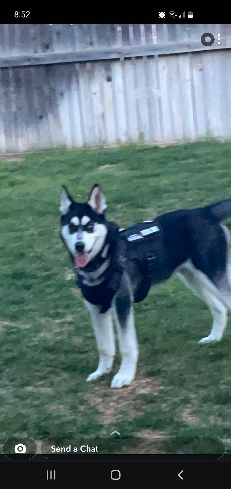 Buscho joined the competition — help win amazing prizes! ancient_dog_breeds, canidae, carnivore, collar, companion_dog, dog, dog_breed, dog_collar, dog_supply, grass, herding_dog, non_sporting_group, pet_supply, recreation, sled_dog, snout, sporting_group, tail, working_animal, working_dog