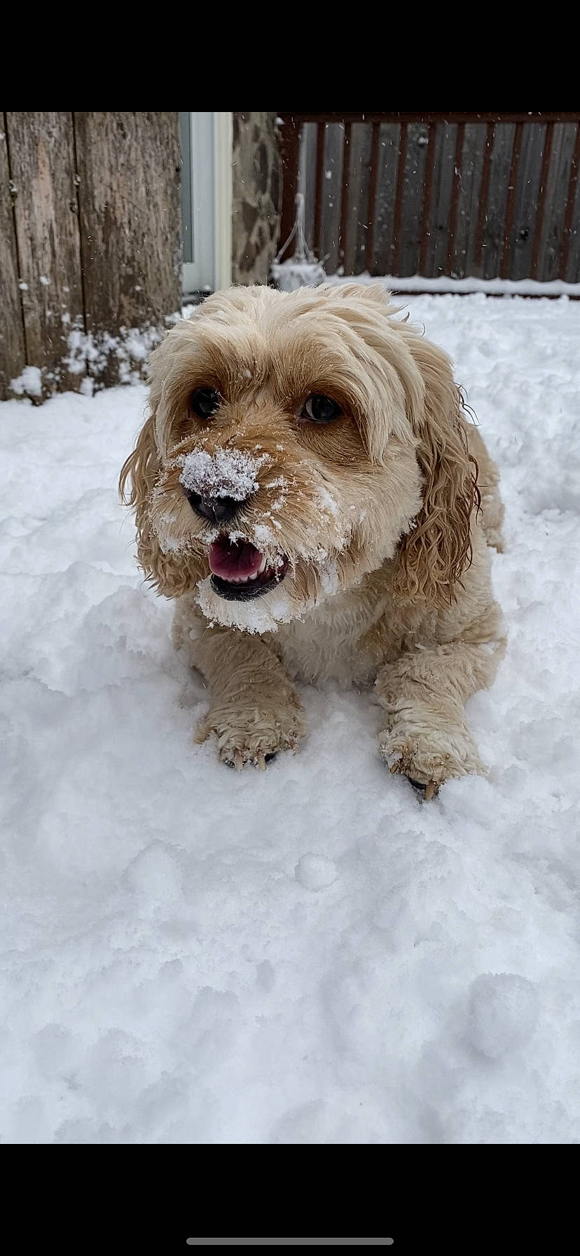 Nellie is registered to the contest to win money with this photo: canidae, carnivore, companion_dog, dog, dog_breed, dog_collar, freezing, fur, liver, maltepoo, plant, precipitation, puppy, snout, snow, terrier, toy_dog, water_dog, winter, working_animal