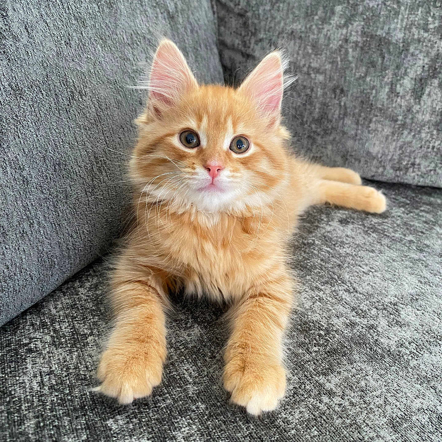 Ferrero joined the competition — help win amazing prizes! abyssinian, angora, animal, cat, kitten, manx, pet, wood