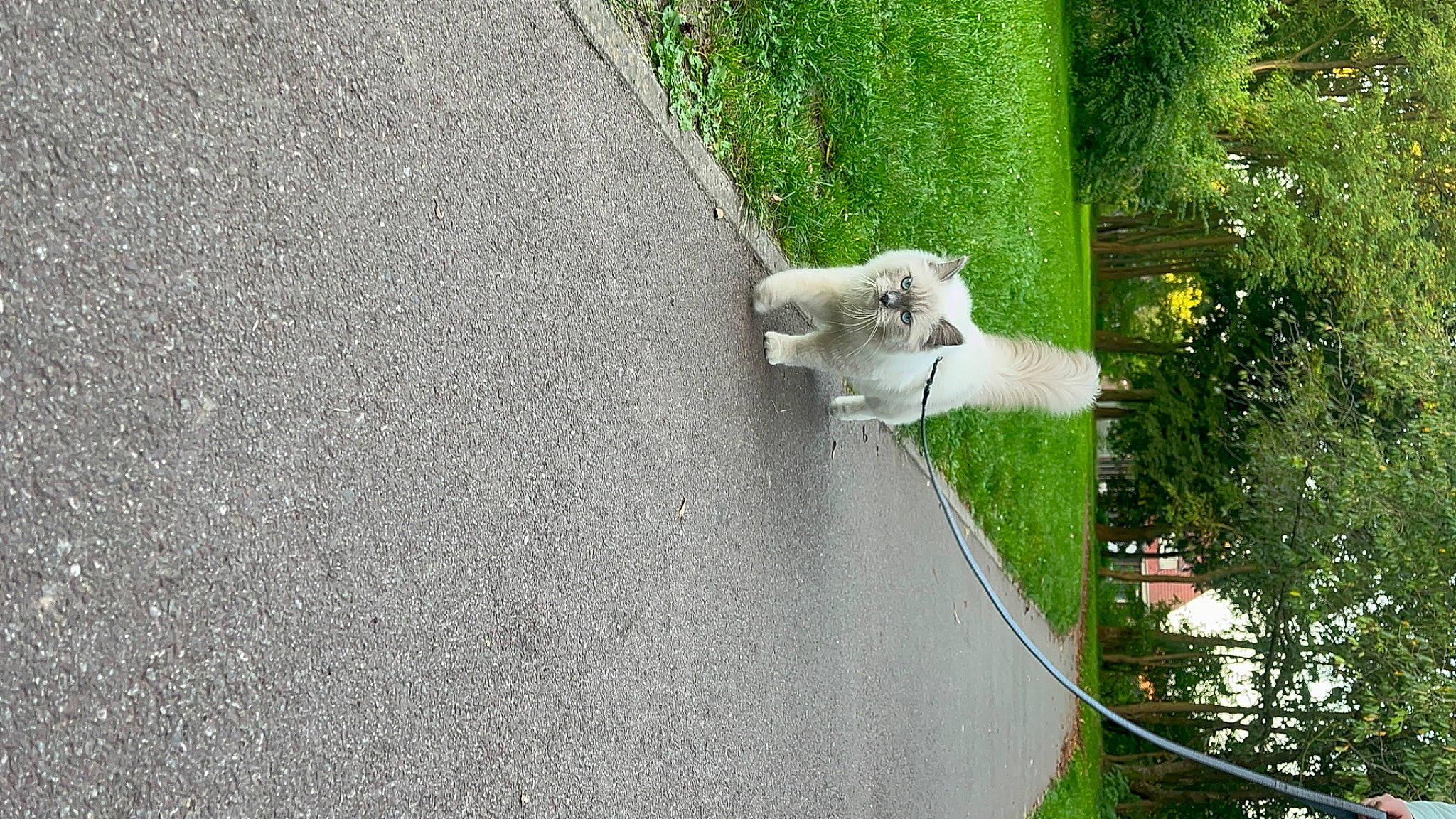 Totem a rejoint le concours — aidez-le/la à gagner de superbes lots ! asphalt, canidae, carnivore, concrete, dog, grass, hedge, house, landscape, plant, road, road_surface, sheep, shrub, sidewalk, sporting_group, tail, tar, tree