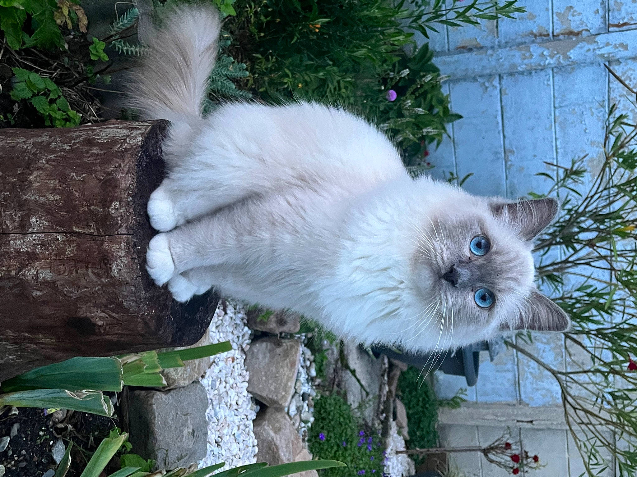 Totem a rejoint le concours — aidez-le/la à gagner de superbes lots ! british_longhair, canidae, carnivore, cat, claw, domestic_short_haired_cat, fawn, felidae, fur, grass, plant, small_to_medium_sized_cats, snout, tail, terrestrial_animal, tree, whiskers