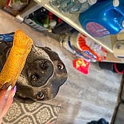 Stormy Sky is registered to the contest to win money with this photo: auto_part, bottle, box, canidae, carnivore, companion_dog, dog, dog_breed, fashion_accessory, gas, hat, kitchen_appliance, machine, nail, plastic, plastic_bottle, sporting_group, water_bottle, working_animal