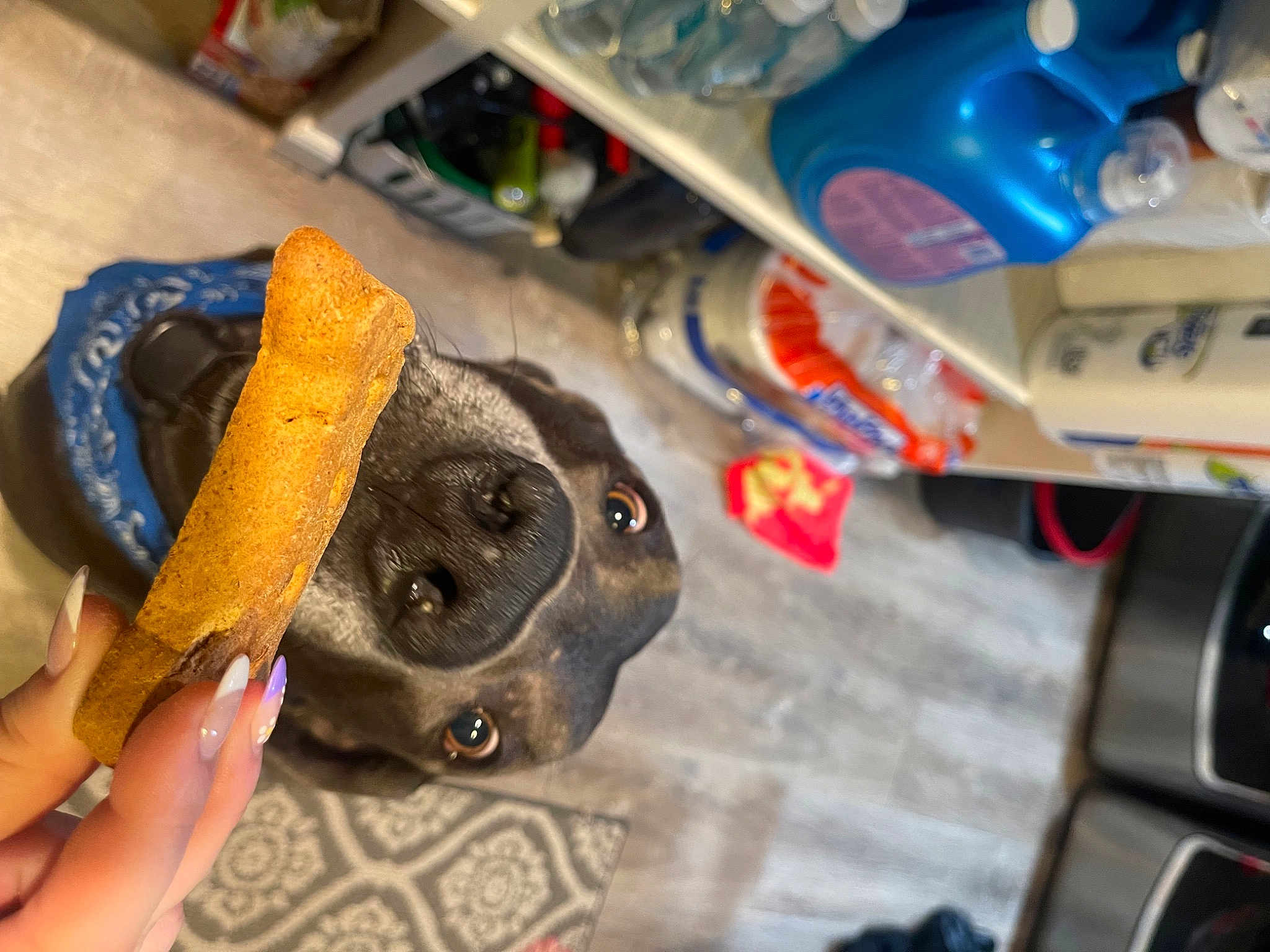 Stormy Sky is registered to the contest to win money with this photo: auto_part, bottle, box, canidae, carnivore, companion_dog, dog, dog_breed, fashion_accessory, gas, hat, kitchen_appliance, machine, nail, plastic, plastic_bottle, sporting_group, water_bottle, working_animal