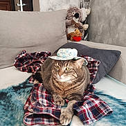 Shannelle a rejoint le concours — aidez-le/la à gagner de superbes lots ! cat, tabby, hat, plaid_shirt, blanket, sofa, plush_toy, koala, teddy_bear, living_room, pet, feline, indoor, cozy, cute, relaxed, animal, fur, home, decor