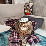 cat, tabby, hat, plaid_shirt, blanket, sofa, plush_toy, koala, teddy_bear, living_room, pet, feline, indoor, cozy, cute, relaxed, animal, fur, home, decor