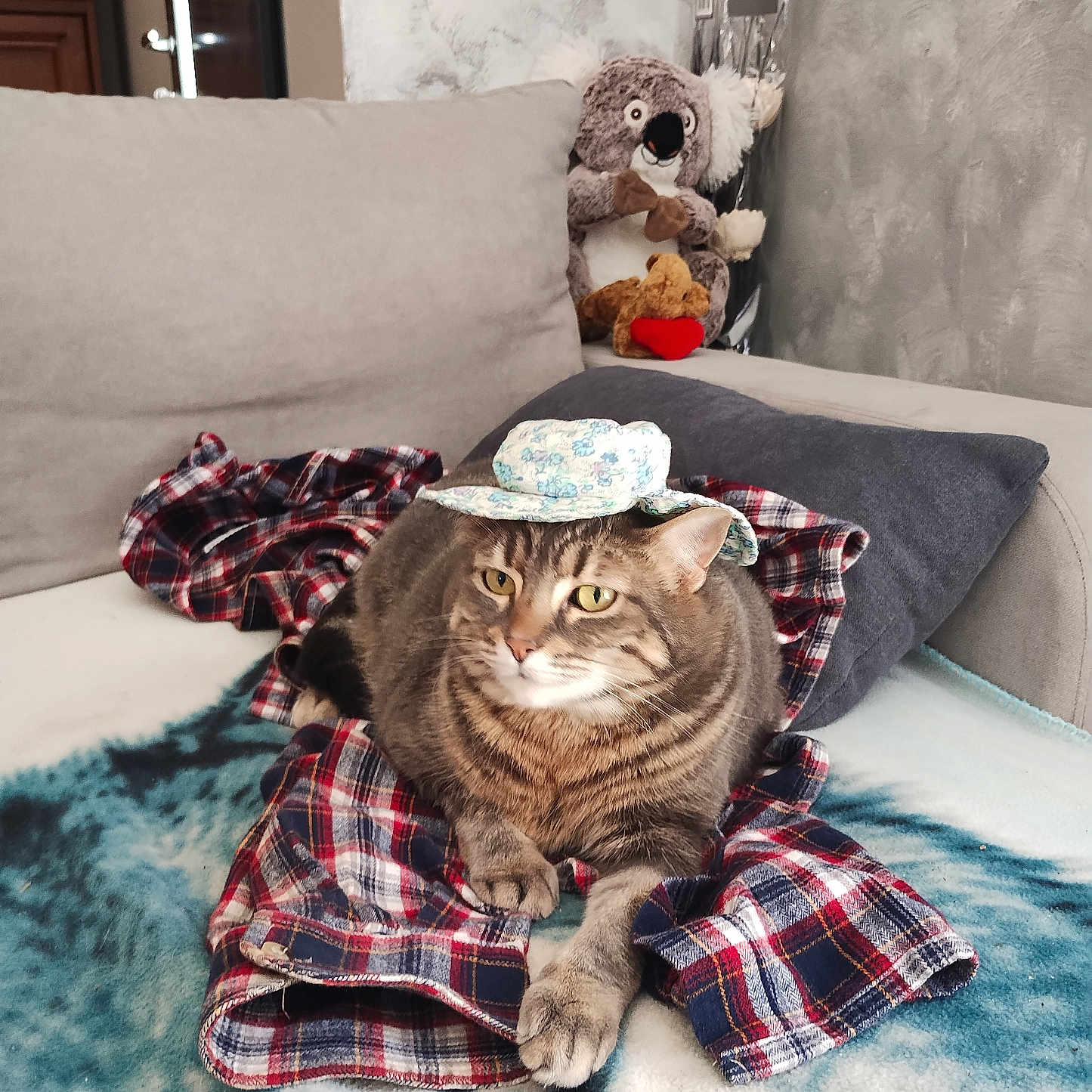 Shannelle a rejoint le concours — aidez-le/la à gagner de superbes lots ! animal, blanket, cat, cozy, cute, decor, feline, fur, hat, home, indoor, koala, living_room, pet, plaid_shirt, plush_toy, relaxed, sofa, tabby, teddy_bear