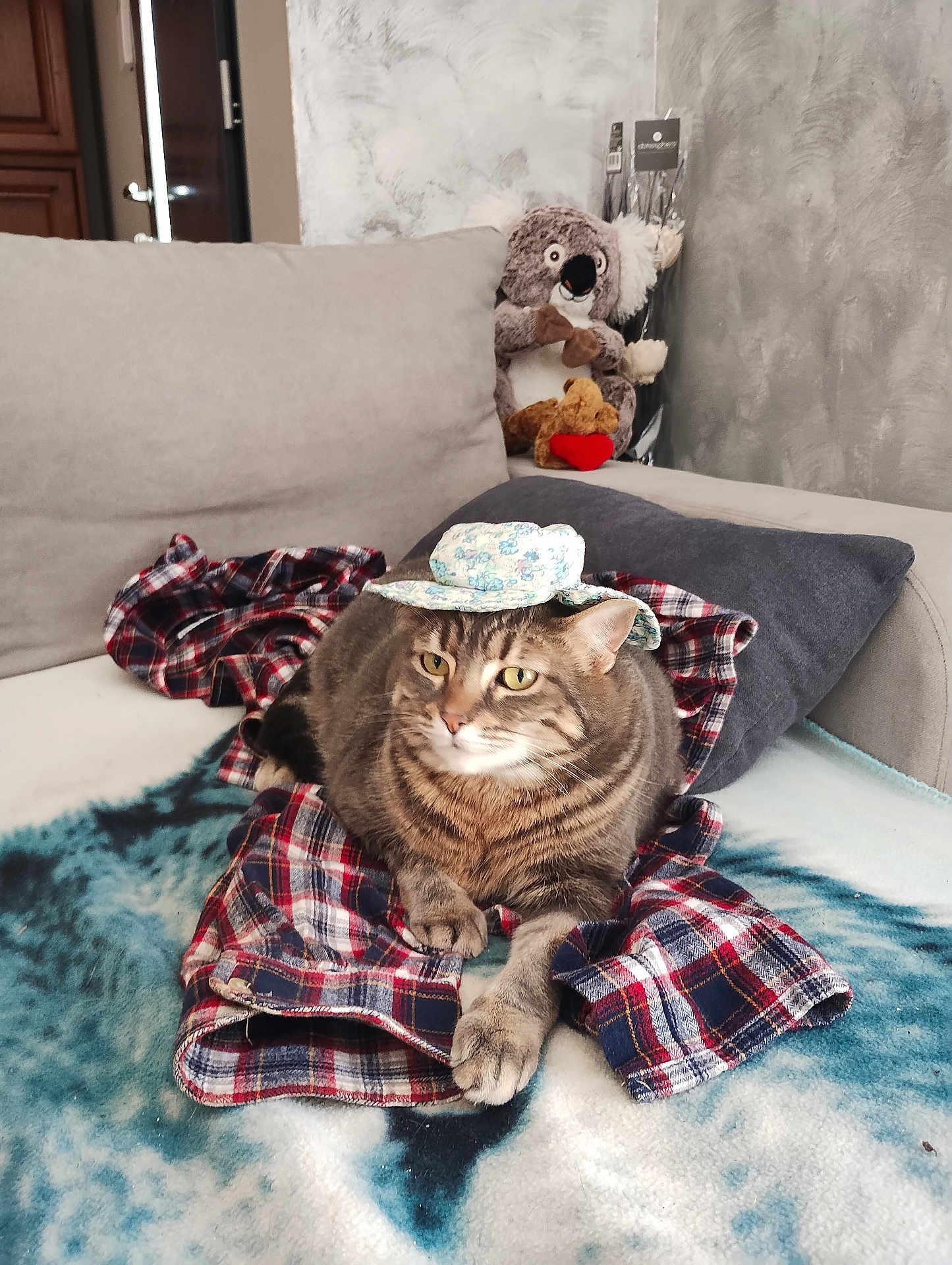 Shannelle a rejoint le concours — aidez-le/la à gagner de superbes lots ! cat, tabby, hat, plaid_shirt, blanket, sofa, plush_toy, koala, teddy_bear, living_room, pet, feline, indoor, cozy, cute, relaxed, animal, fur, home, decor
