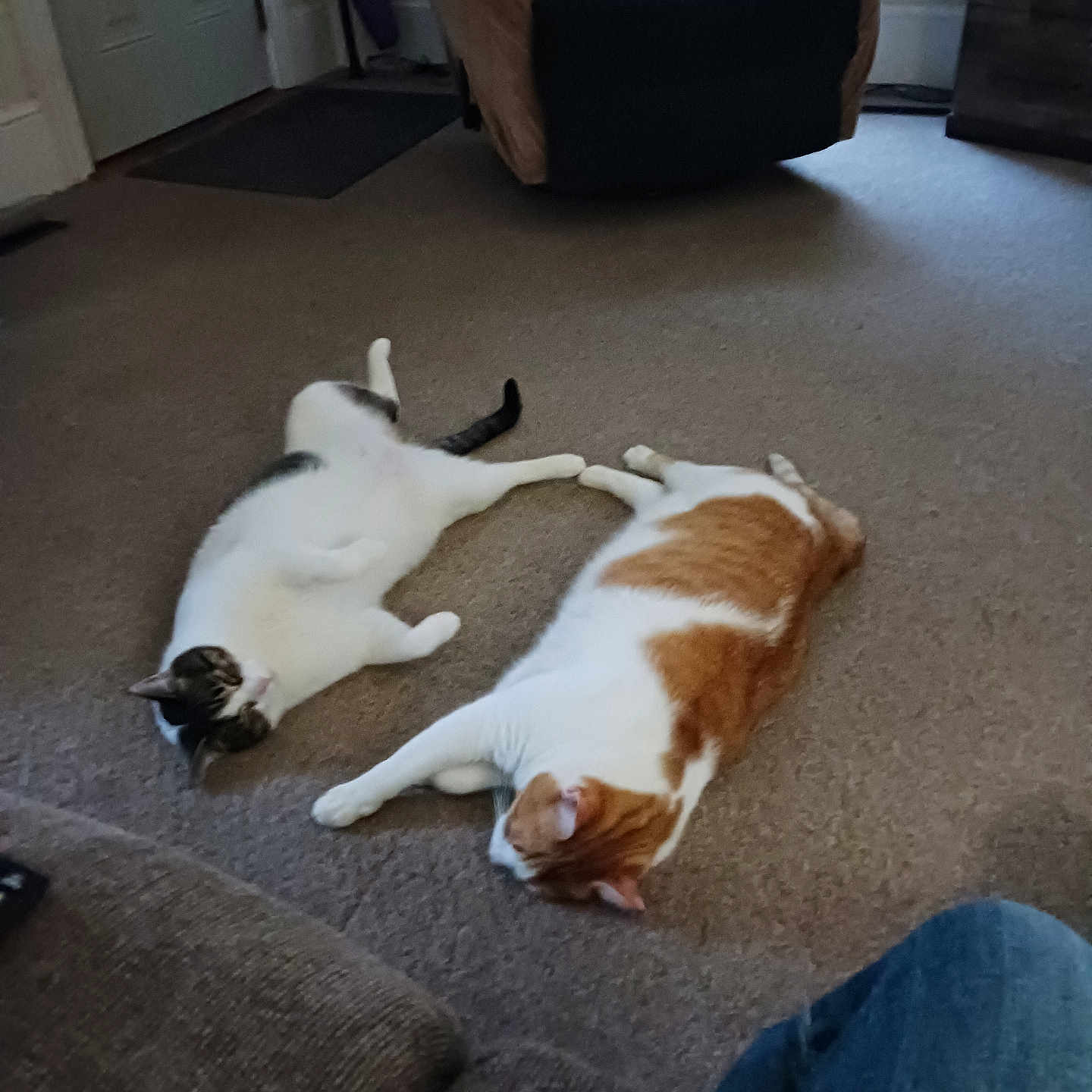 Cc And Dipstick is registered to the contest to win money with this photo: armchair, carpet, cat, cats, cozy, daylight, domestic_animal, feline, floor, home, indoor, living_room, lounging, orange_cat, pet, relaxed, resting, two_animals, white_cat, window