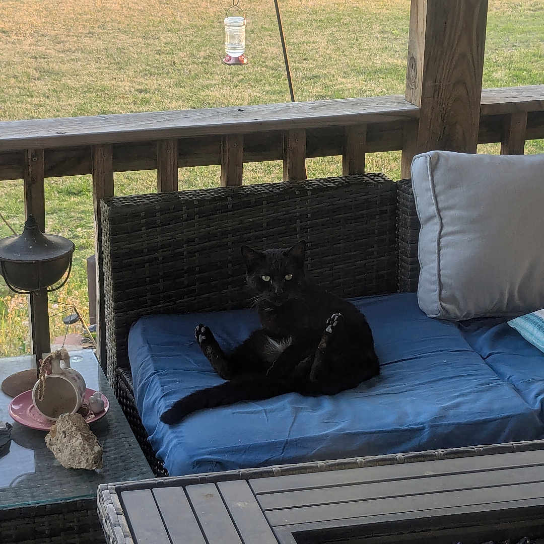 Midnight joined the competition — help win amazing prizes! black_cat, cat, wicker_furniture, blue_cushion, porch, outdoor, lake_view, grass, tree, table, lemon, lighter, cigarette_pack, pillow, relaxing, pet, animal, daylight, nature, casual_pose