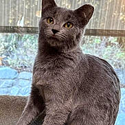 Bluey is registered to the contest to win money with this photo: cat, gray_cat, feline, pet, animal, indoors, window, curtain, yellow_eyes, fur, whiskers, sitting, looking, soft_surface, natural_light, background, blurred_background, domestic_cat, cute, alert