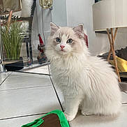 Charli participe au concours pour gagner de l'argent avec cette photo : cat, fluffy, white_cat, blue_eyes, indoor, floor_tiles, lamp, plant, toy, home_decor, furniture, curious, pet, animal, cute, sitting, clean, bright, domestic, cozy