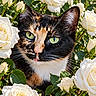 cat, calico_cat, animal, pet, feline, close_up, portrait, green_eyes, whiskers, ears, fur, black_fur, orange_fur, white_fur, rose_garden, white_roses, flowers, leaves, outdoor, nature