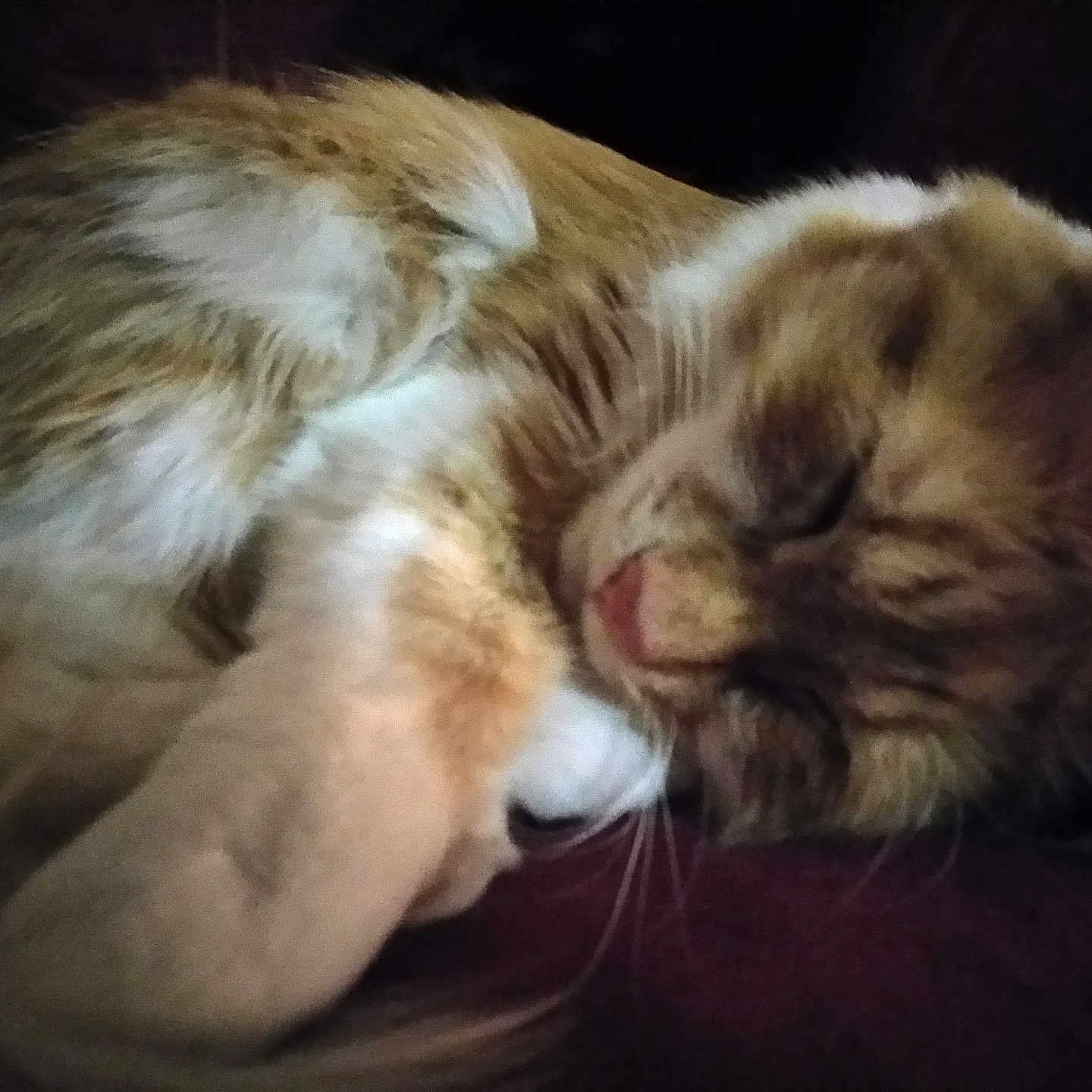 Mr Kitty