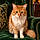 Mr Kitty