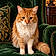 Mr Kitty