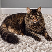 Sparta is registered to the contest to win money with this photo: cat, tabby, fluffy, long_hair, feline, pet, animal, green_eyes, whiskers, ears, tail, lying_down, carpet, indoor, home, portrait, brown, black, cream, alert